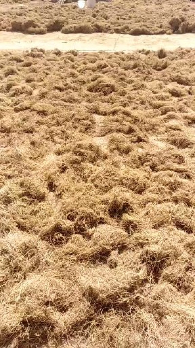 白薇长年有货质量好成信弟一