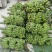 广西小米蕉新鲜香蕉当季水果小芭蕉苹果蕉粉蕉现摘现发包邮