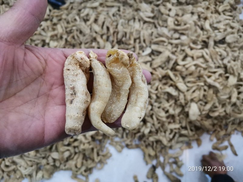 【产地批发】无硫小天麻，短支甜味，合作社自产自销，质优价