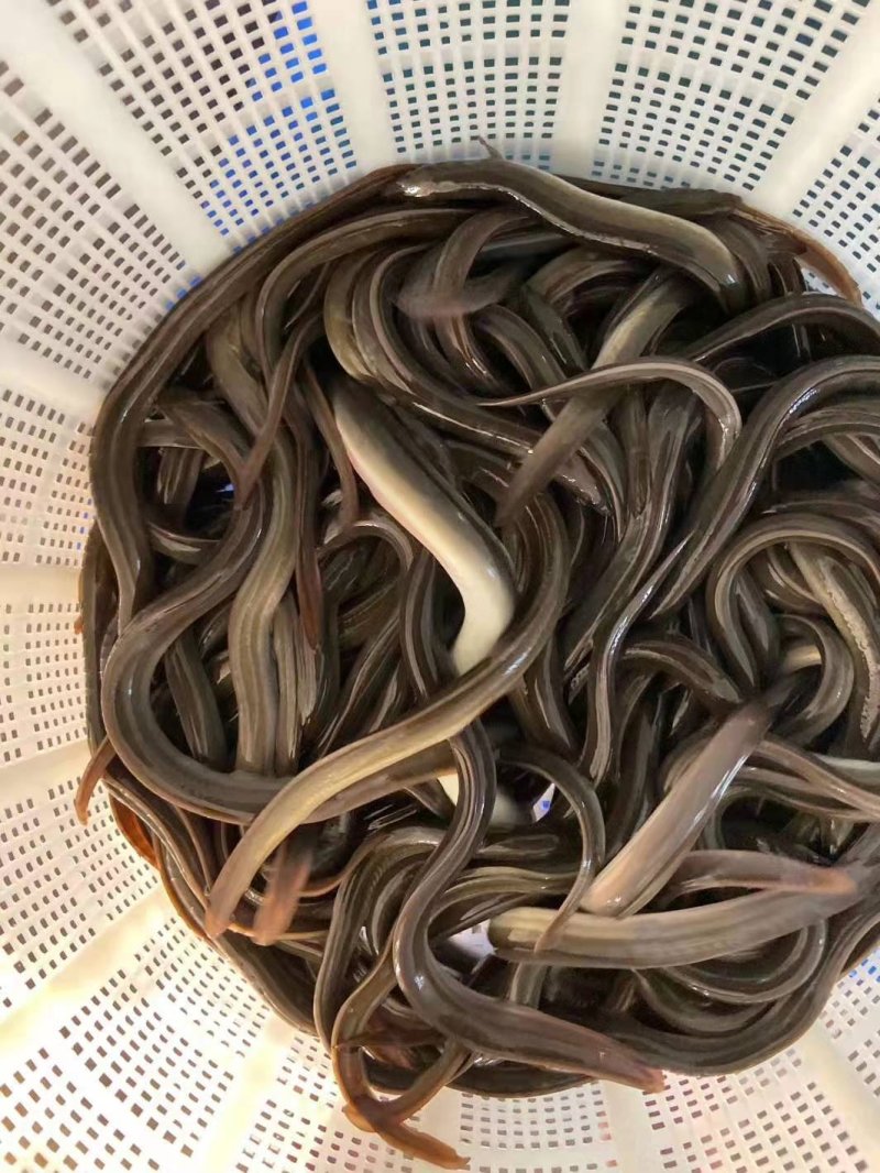 鳗鱼苗日本鳗鱼花鳗鱼苗白鳗鱼苗10-30CM