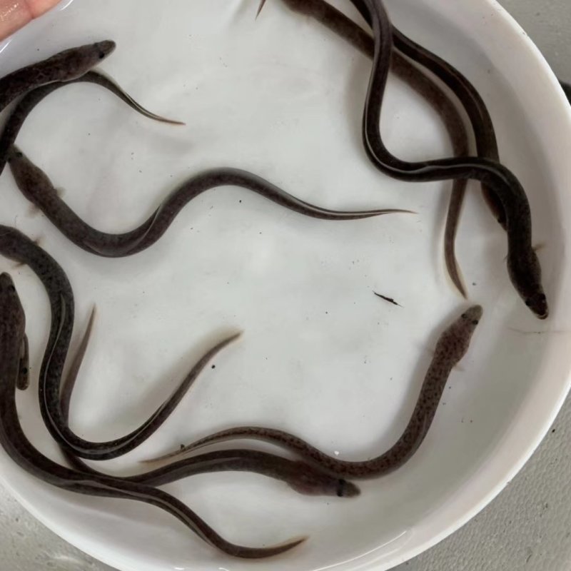 鳗鱼苗日本鳗鱼花鳗鱼苗白鳗鱼苗10-30CM
