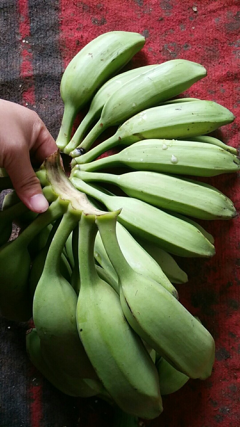 牛蕉牛角蕉大芭蕉土芭蕉酸奶蕉香蕉应季水果整箱