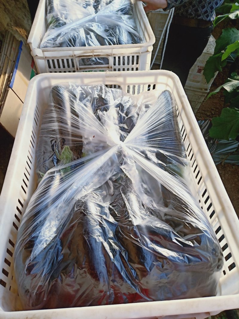 布利塔长茄绿把黑长茄品质好量大