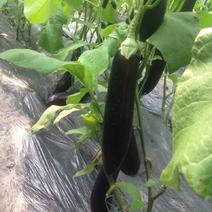 黑长茄，紫长茄，温室大棚茄子，大量供应