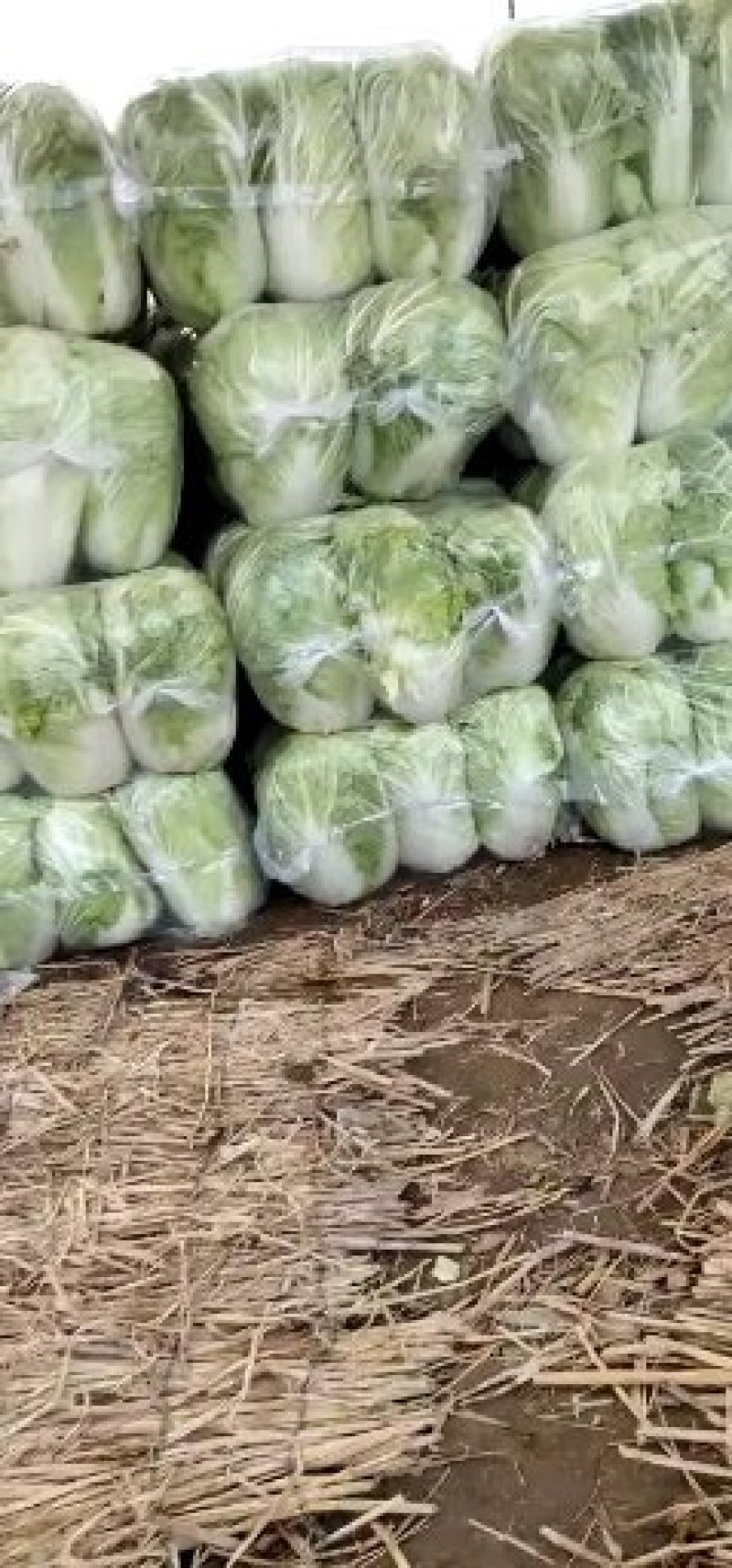 大白菜4~6斤净菜，产地直供，货源充足，散装，袋装，