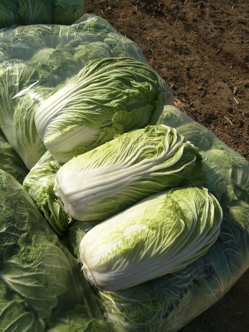 大白菜4~6斤净菜，产地直供，货源充足，散装，袋装，