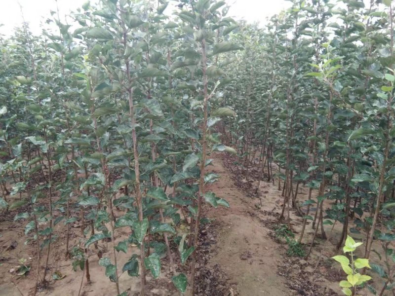 冰糖心苹果苗质量好价格低包纯度死苗补发品种多