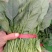 我处有黑又亮菠菜25-30厘米上千亩，欢迎新老客户前来
