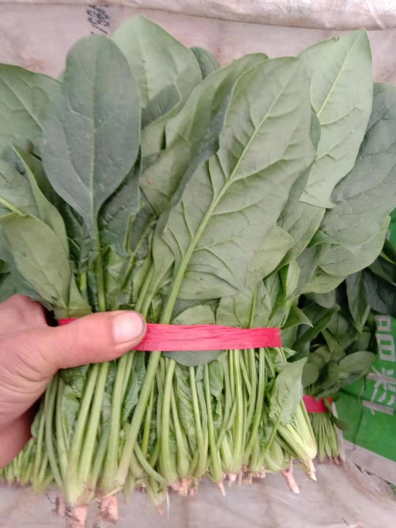 我处有黑又亮菠菜25-30厘米上千亩，欢迎新老客户前来
