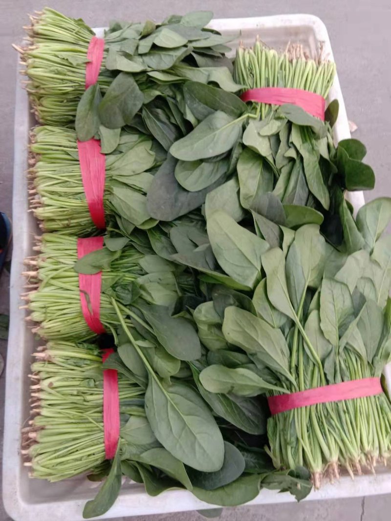 我处有黑又亮菠菜25-30厘米上千亩，欢迎新老客户前来