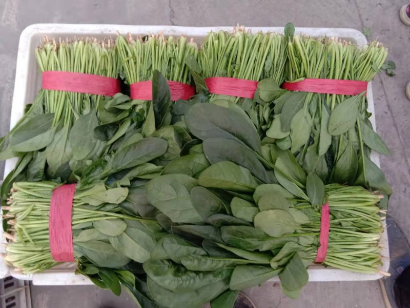 我处有黑又亮菠菜25-30厘米上千亩，欢迎新老客户前来