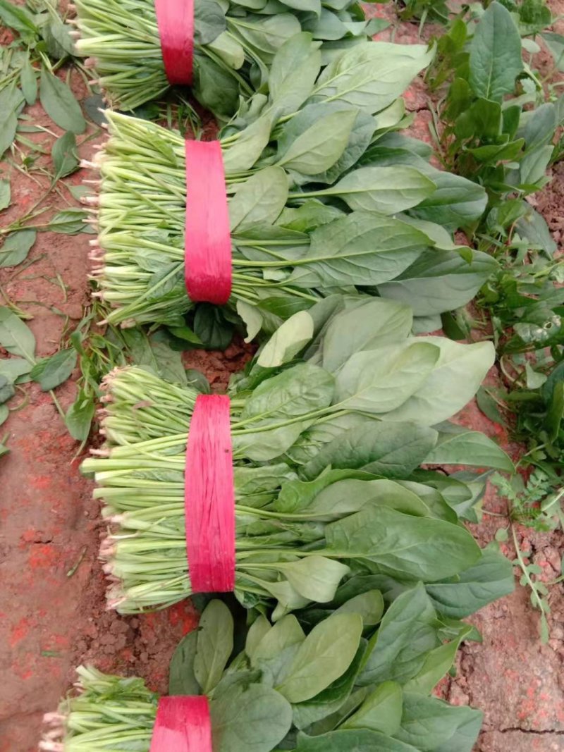 我处有黑又亮菠菜25-30厘米上千亩，欢迎新老客户前来