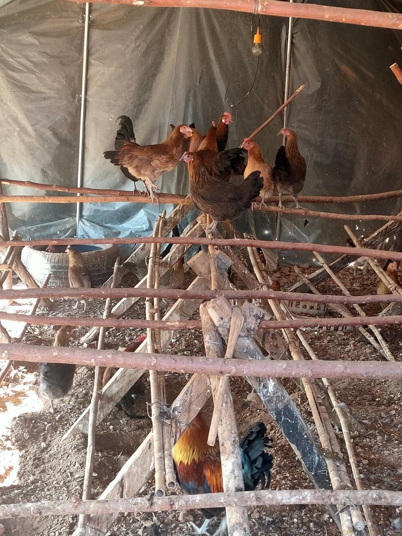 高脚柴鸡，开产母鸡，笨鸡，土鸡，下蛋母鸡，散养鸡
