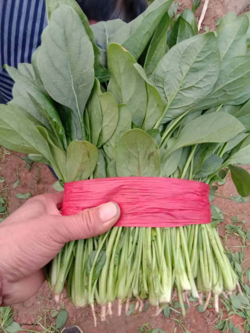 我处有黑又亮菠菜25-30厘米上千亩，欢迎新老客户前来
