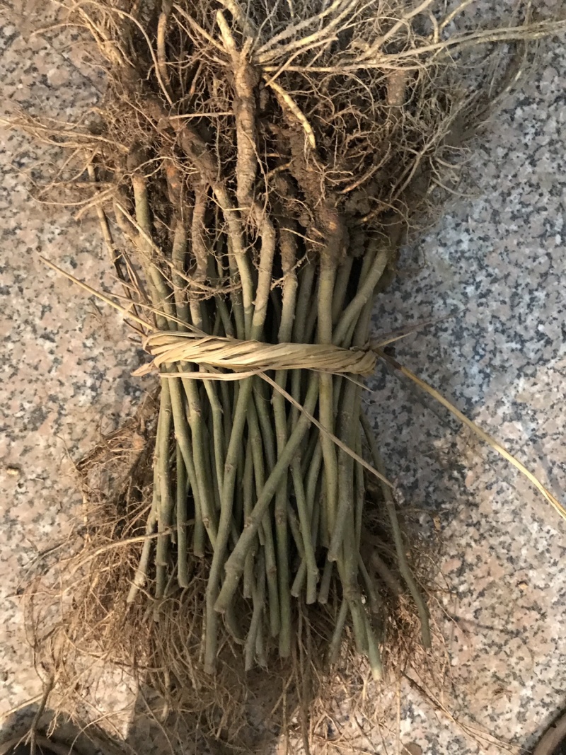 嘉陵30果桑苗嫁接苗包对版