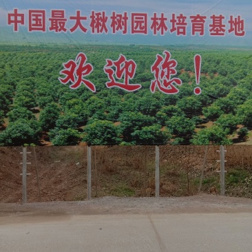 各种规格楸树梓树