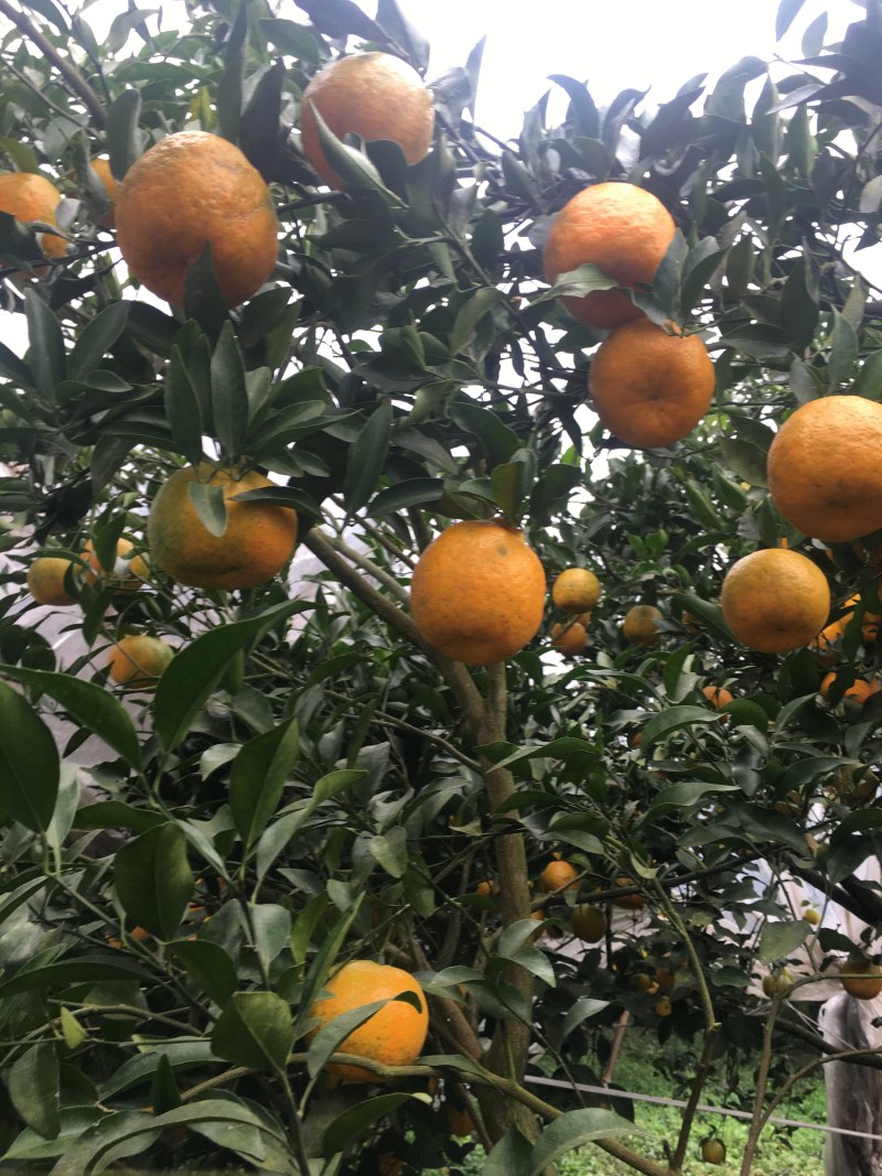 椪柑