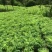 樱花，早樱，晚樱，6-10公分11-15