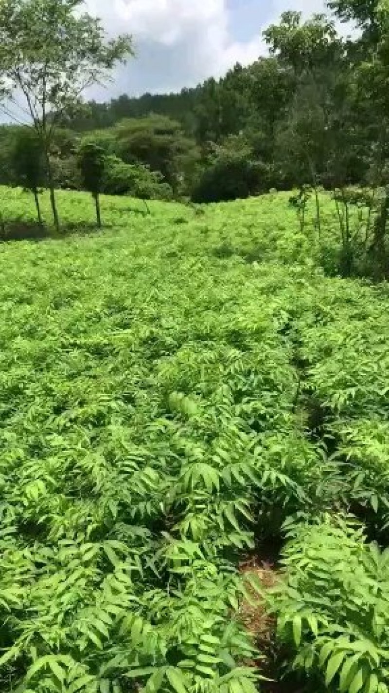 樱花，早樱，晚樱，6-10公分11-15