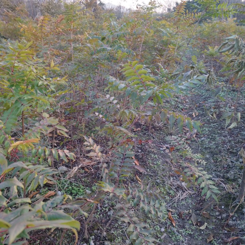 樱花，早樱，晚樱，6-10公分11-15