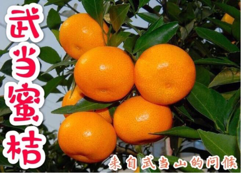 十堰武当蜜桔新鲜柑橘果园直发皮薄多汁早熟蜜桔青皮橘子