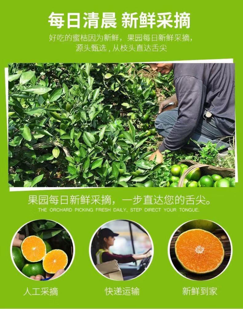 十堰武当蜜桔新鲜柑橘果园直发皮薄多汁早熟蜜桔青皮橘子