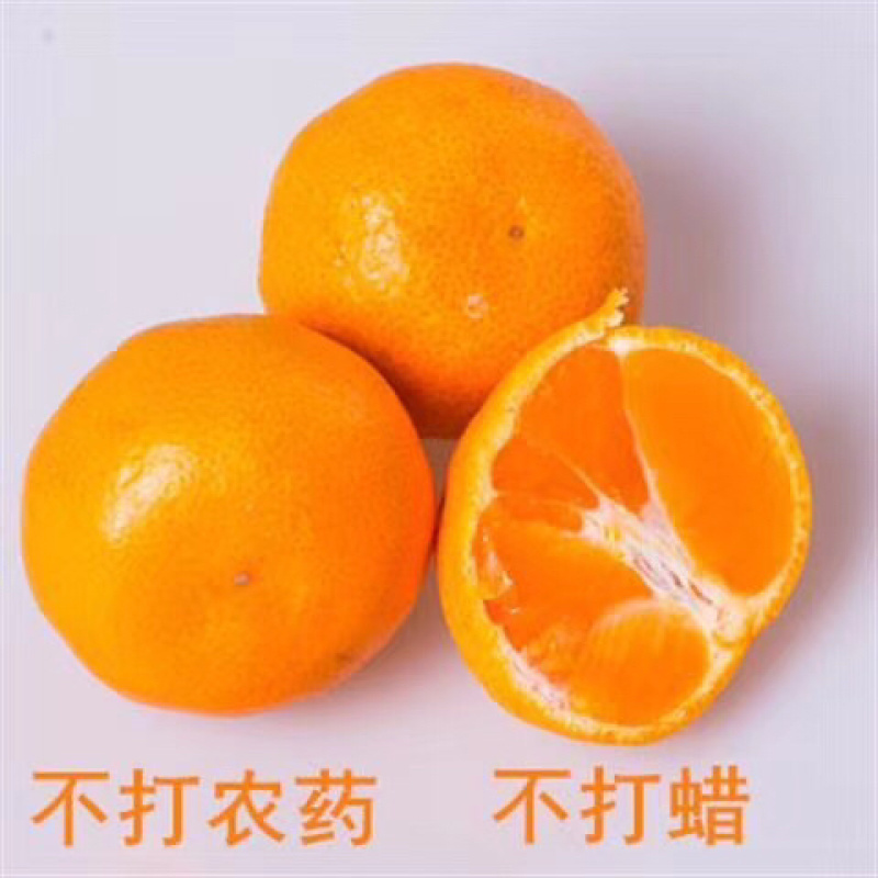 十堰武当蜜桔新鲜柑橘果园直发皮薄多汁早熟蜜桔青皮橘子