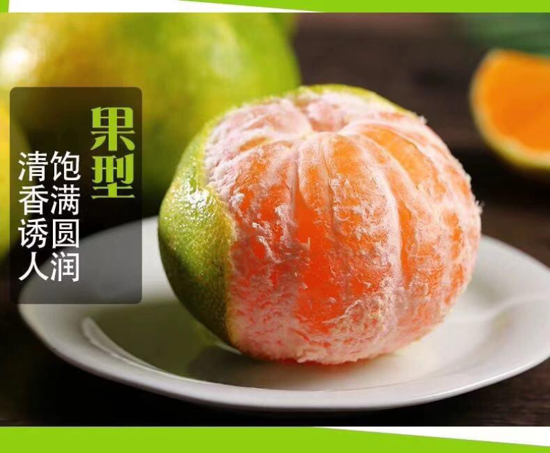 十堰武当蜜桔新鲜柑橘果园直发皮薄多汁早熟蜜桔青皮橘子
