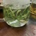 化石草肾精茶长期品控产地大货批发。量大从优货源量稳定