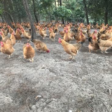 灵山正土鸡母鸡项鸡大量批发！