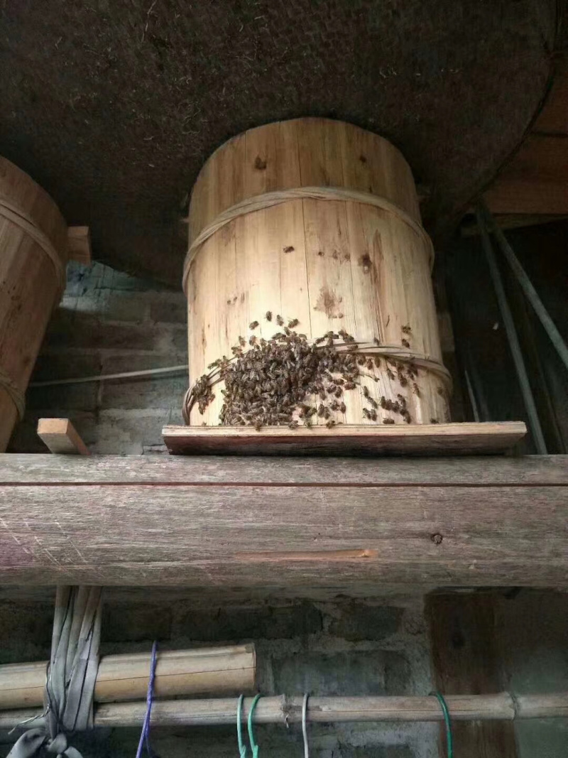 蜂蜜口感好来自深山峡谷。要需要的朋友赶紧联系