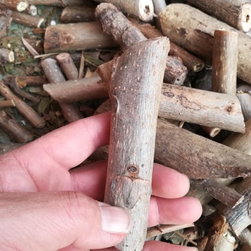 野生核桃树枝晒干山核桃枝有猴脸中药材