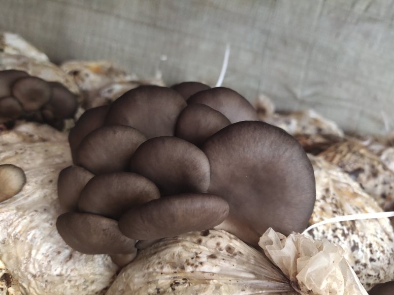 黑平菇，大量出售鲜蘑菇，新鲜无水