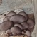黑平菇，大量出售鲜蘑菇，新鲜无水