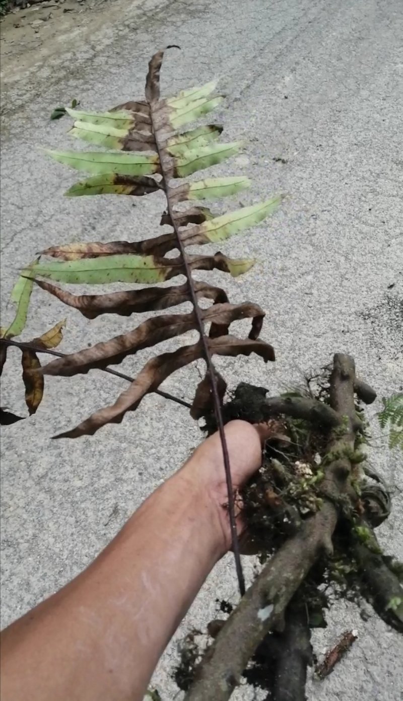 骨碎补