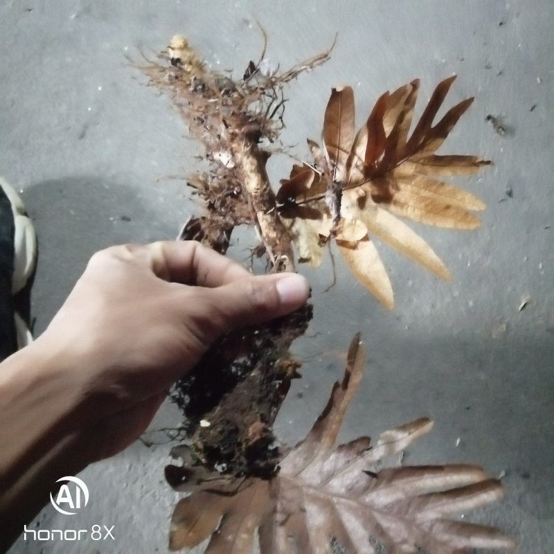 骨碎补