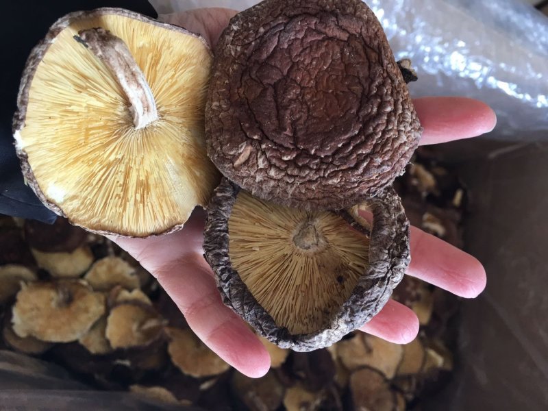 野外树木菇干品4-4.5菇面，薄菇，碰香。