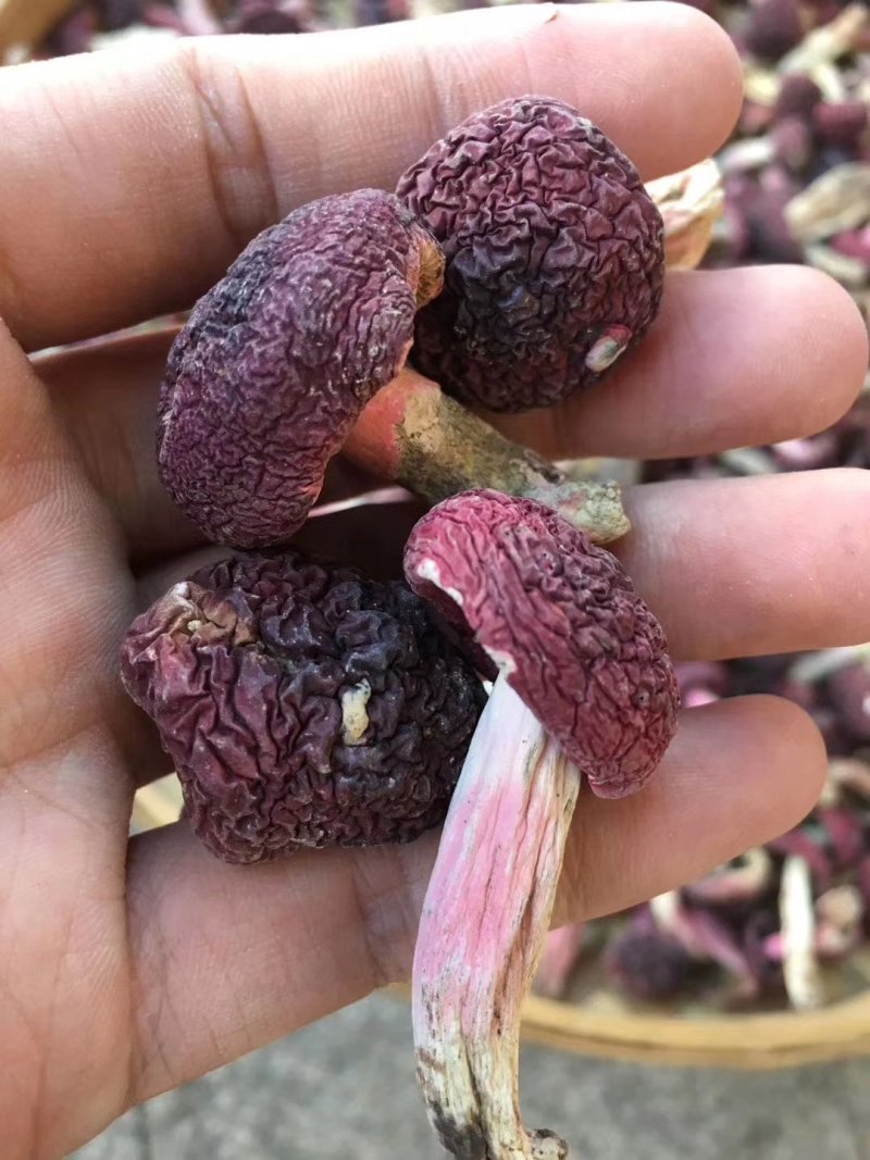 中标，野生红菇二标，冬菇