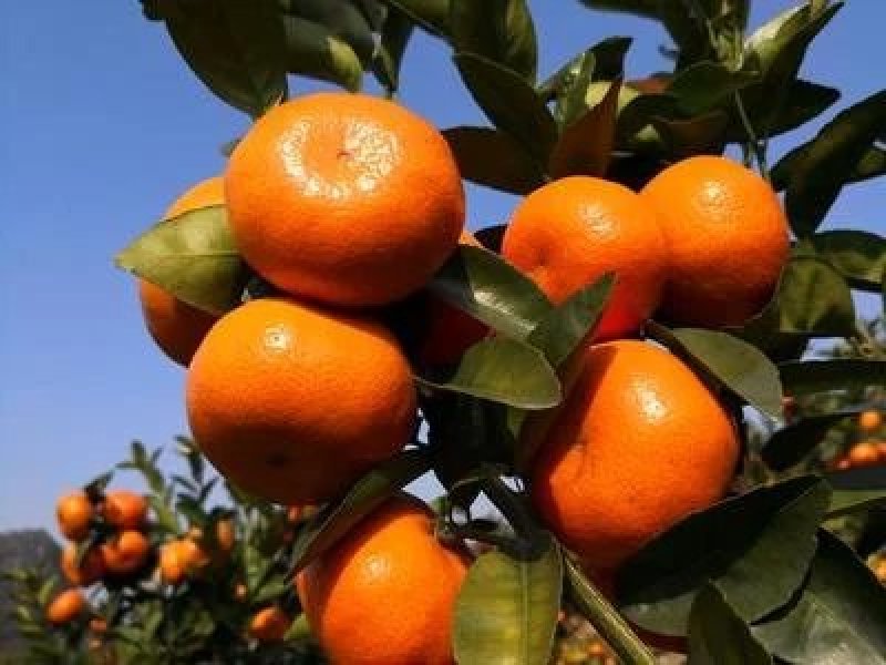 广西桂林贺州默科特大量上市有需要的老板随时联系