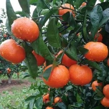 广西桂林贺州默科特大量上市有需要的老板随时联系