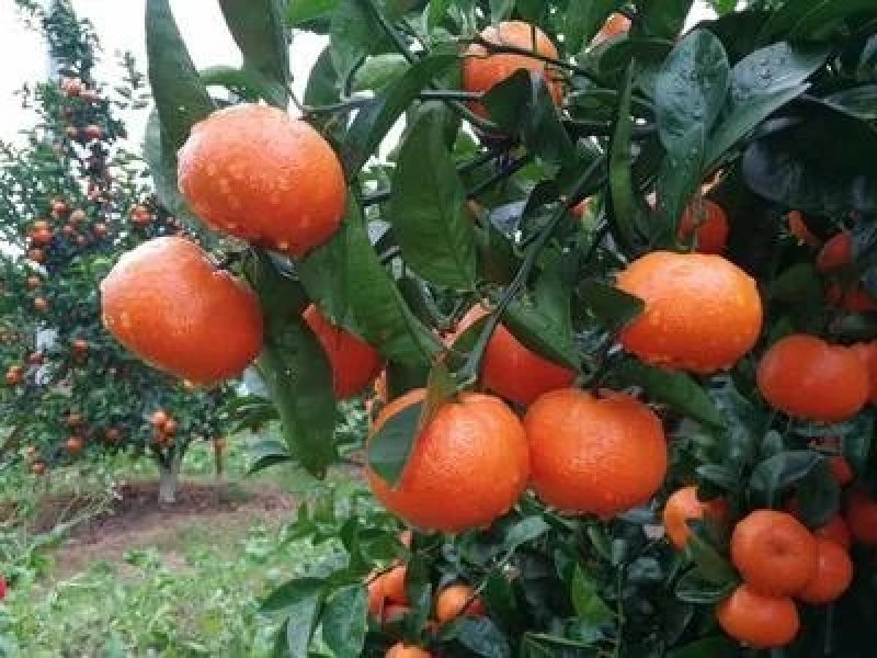 广西桂林贺州默科特大量上市有需要的老板随时联系