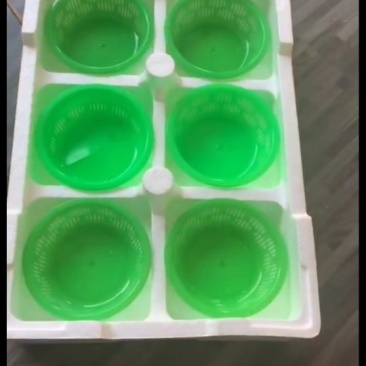草莓泡沫箱