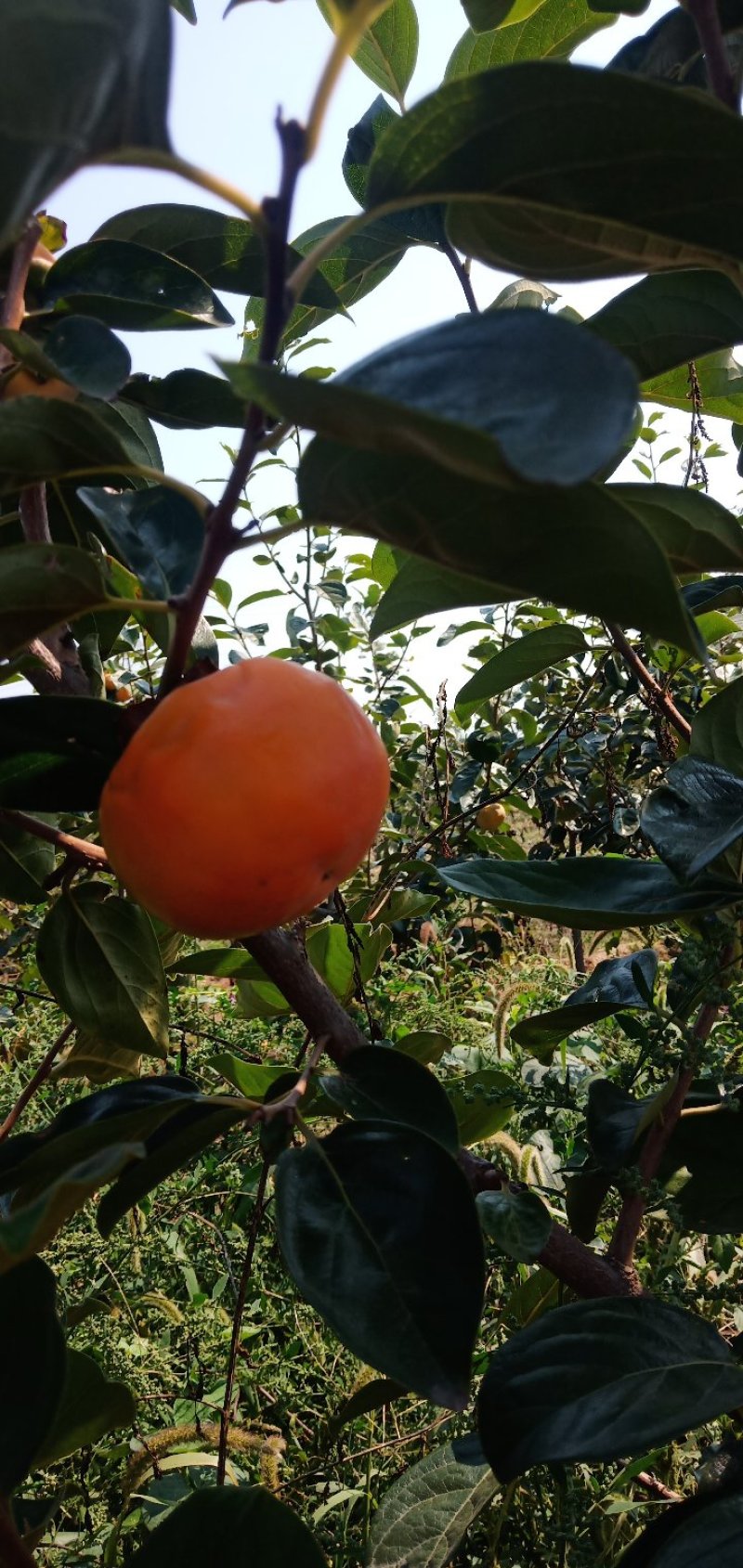 阳丰甜柿子树苗