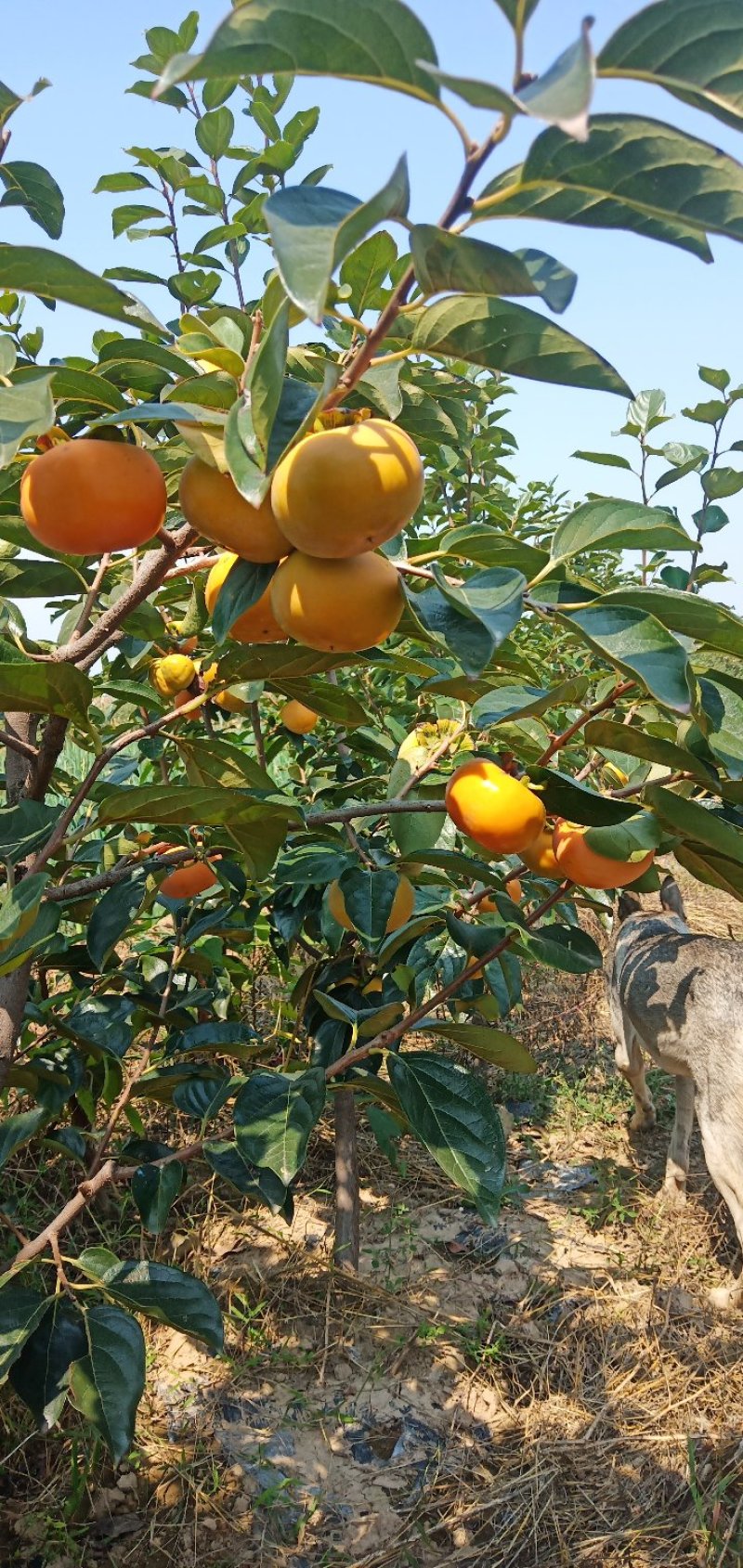 阳丰甜柿子树苗