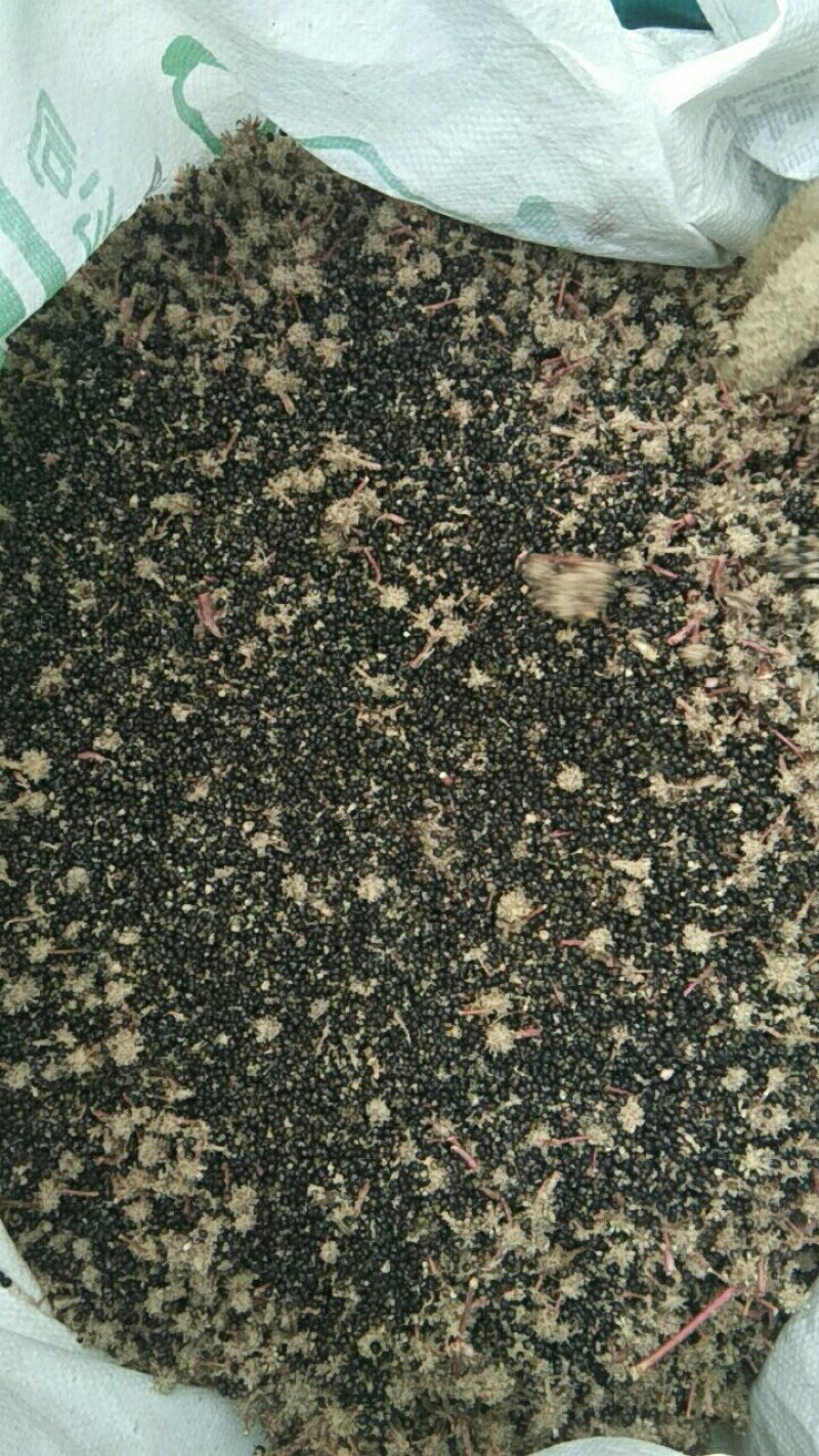 通草种子干货基地直发对接全国提供技术指导