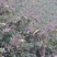 通草种子干货基地直发对接全国提供技术指导