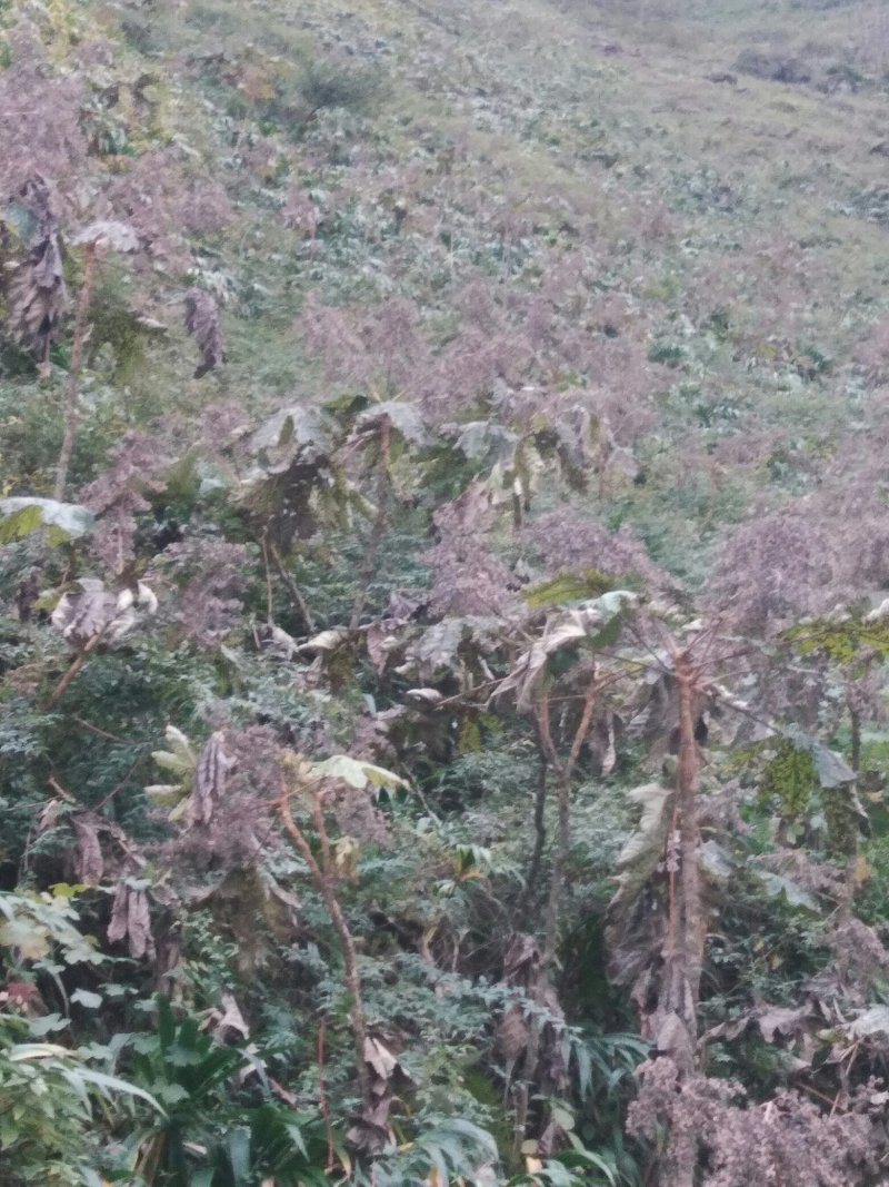 通草种子干货基地直发对接全国提供技术指导