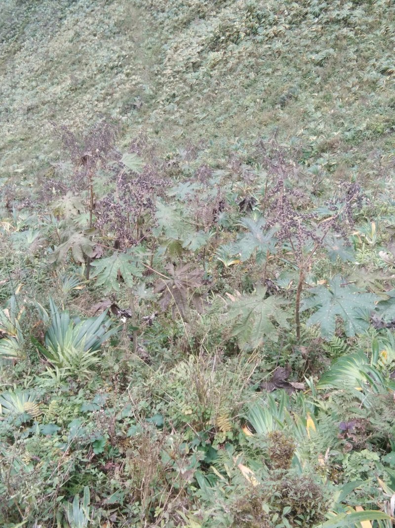 通草种子干货基地直发对接全国提供技术指导