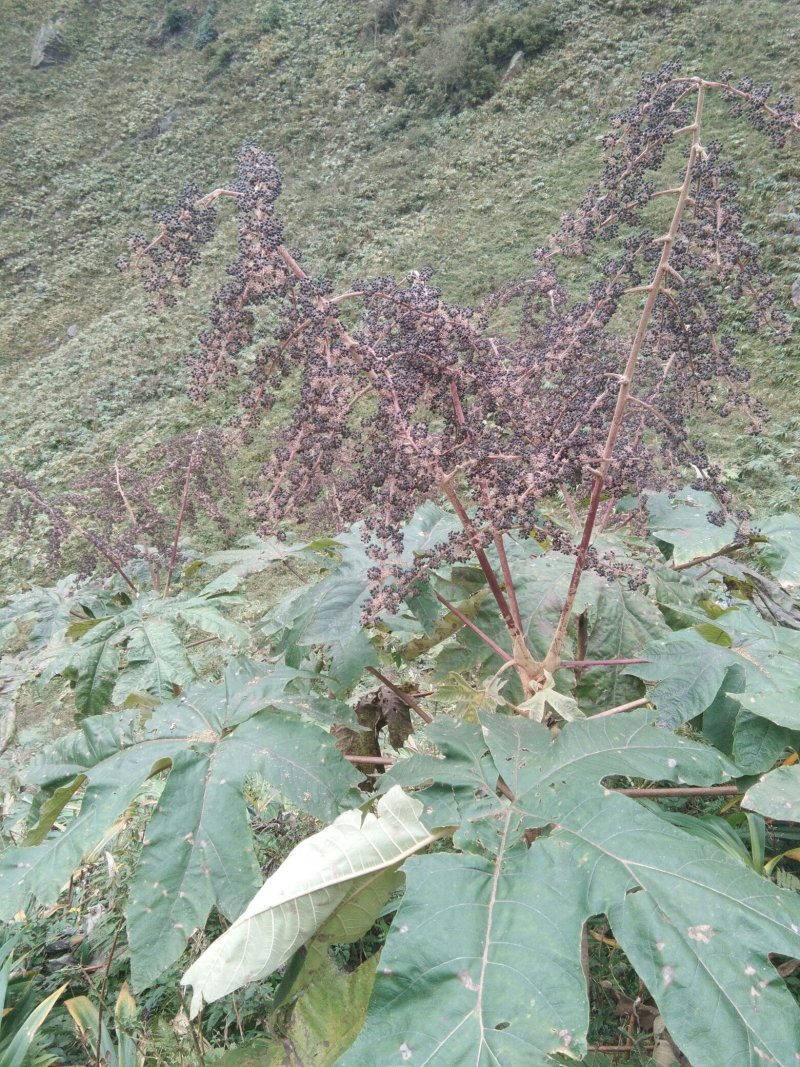 通草种子干货基地直发对接全国提供技术指导