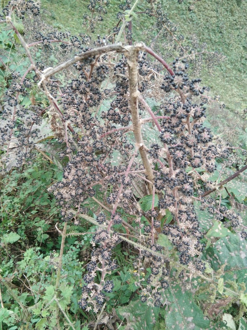 通草种子干货基地直发对接全国提供技术指导